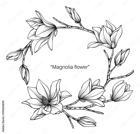 Magnolia Flower Drawing Illustration Black And White With Line Art