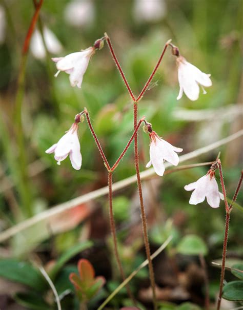 Twinflower Or Linnea Untamed Science