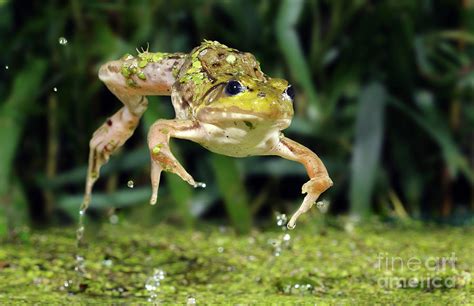 Green Frog Jumping Photograph By Scott Linstead Fine Art America