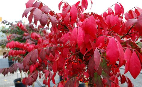 Euonymus Alatus Compactus Tige Fusain Aile Nain Dwarf Burning Bush Nos Végétaux Jardin2m