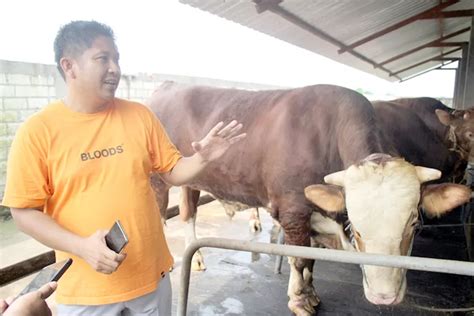 Beberapa Kali Hasilkan Sapi 1 Ton Libatkan Pemuda Desa Radar Kudus