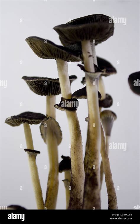 Psilocybin B Mushrooms Stock Photo Alamy