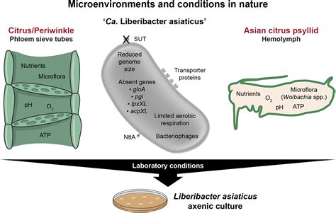 Progress And Obstacles In Culturing Candidatus Liberibacter Asiaticus