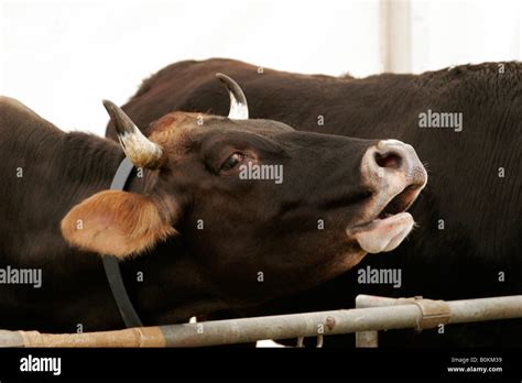 A bellowing cow Stock Photo - Alamy