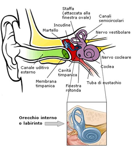 Anatomia Dell Orecchio Microtia Italia