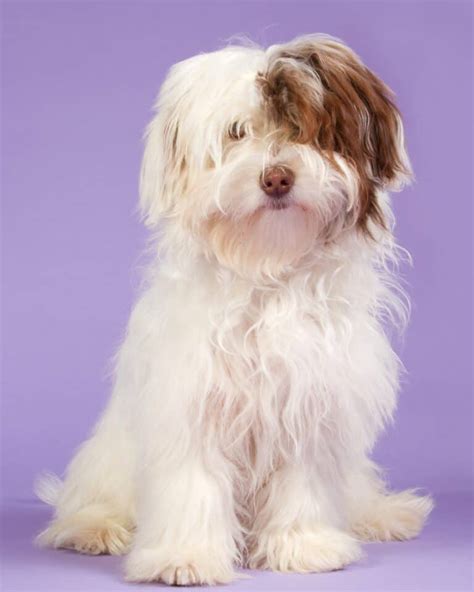 31 Best Havanese Haircuts With Pictures! (2024 Updated)