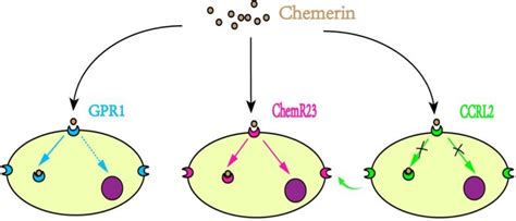 Distinctions Of The Three Receptors For Chemerin ChemR23 GPR1 And