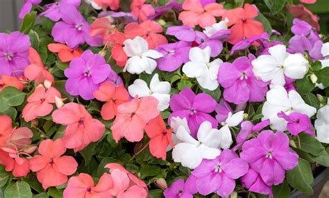 24 Or 72 Busy Lizzie Impatiens Walleriana Pearl Island Plug Plants