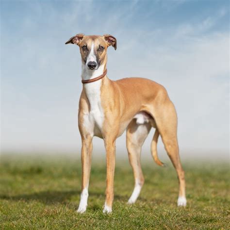 Discover the Most Tranquil Dog Breeds Perfect for a Peaceful Home - Hunter Games Magazine
