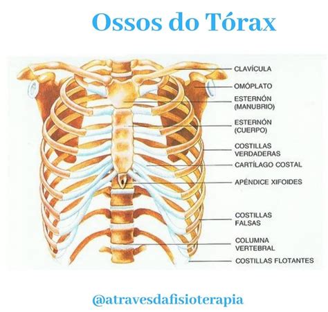 Limites Anatomicos Do Torax