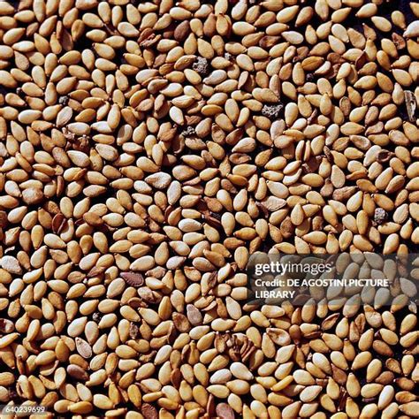 sesame seeds texture   premium high res pictures getty images