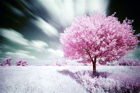 Nature pink, tree, 3d, nature, pink, HD wallpaper | Peakpx