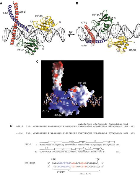 The ATF 2 C JunIRF 3DNA Complex Drawn With MOLSCRIPT Kraulis