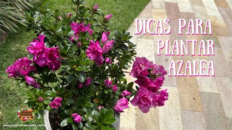 Dicas Para Plantar Azalea Em Vaso Youtube