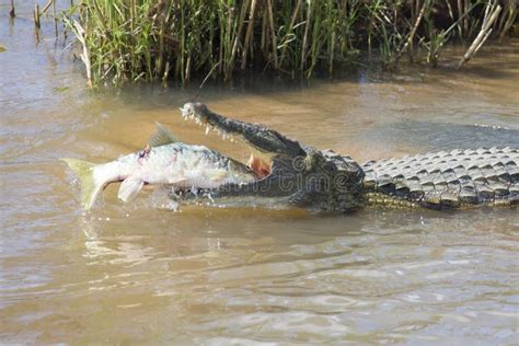 O Grande Crocodilo De Nile Come Um Peixe No Banco De Rio Foto De Stock