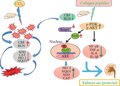 Molecular Mechanism Of Amps Protective Effect On CCl4 Induced Acute