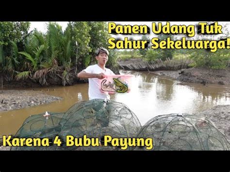 Panen Udang Baru Kali Ini Pasang Bubu Payung Di Aliran Sungai Youtube