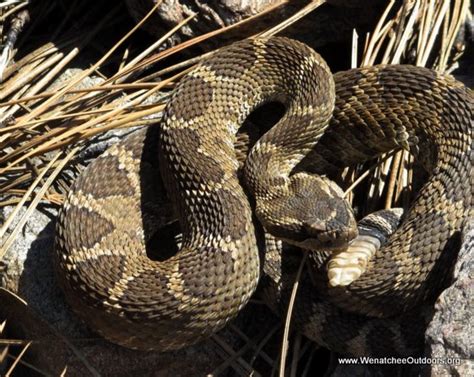 Rattlesnakes In Washington Map