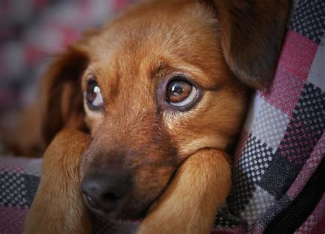 Cachorro Tremendo E Triste - Seu cachorro anda triste: saiba o que fazer e entenda mais o seu melhor ...