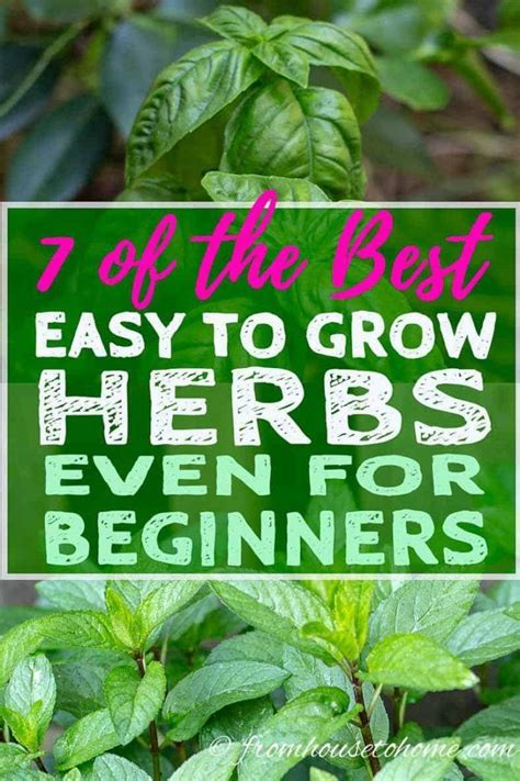 Easy To Grow Herbs 10 Of The Best Herbs For Your Garden Artofit