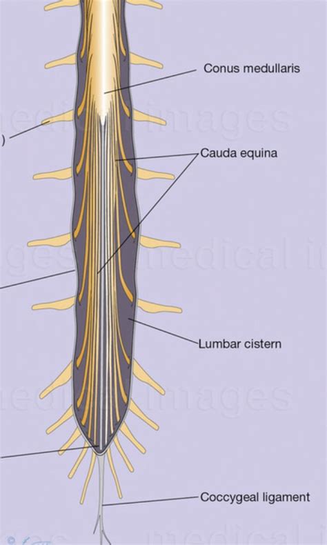 Spinal Cord Cauda Equina Conus Medullaris