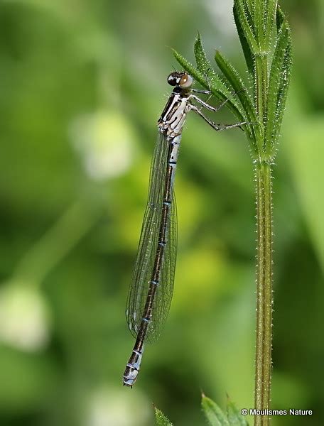 Img Azure Damselfly Coenagrion Puella F France Br Flickr