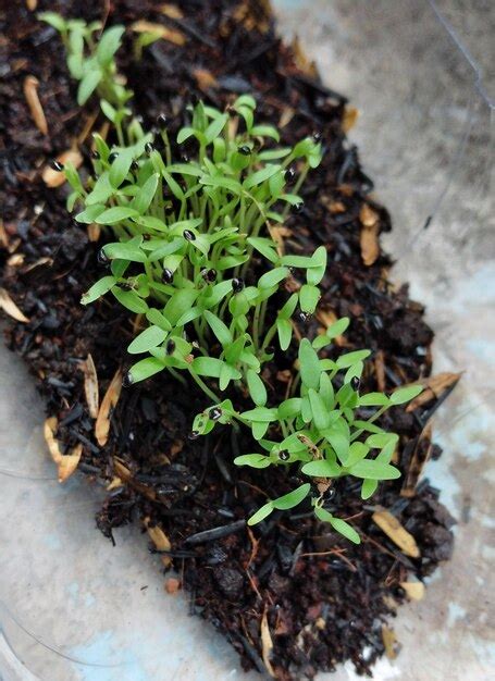 Premium Photo Top Shot Of Spinach Seedling After Germination The Seed