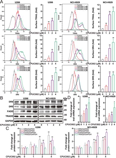 CPUC002 Induced Exogenous Apoptosis In Multiple Myeloma Cells A