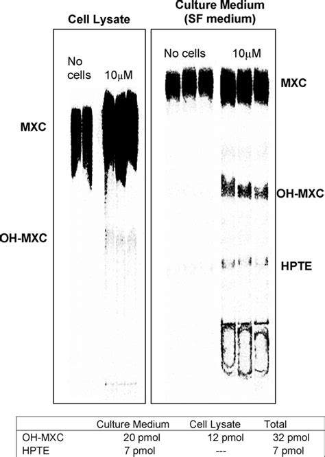 Representative Image Of The Tlc Plates Run Following Treatment Of Hepg2