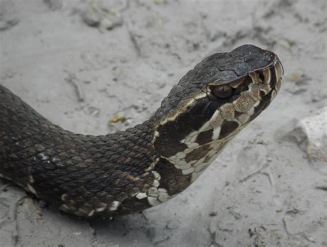 Cottonmouth Snake at Monroe Station Loop Road