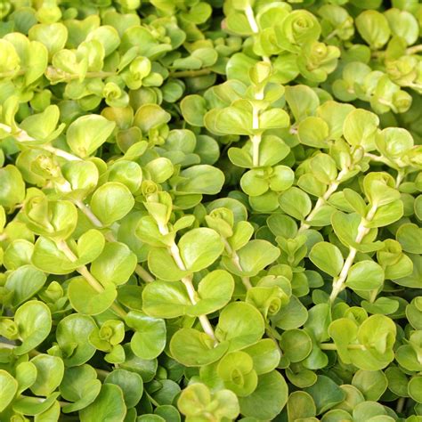 Lysimachia nummularia - Malmborgs