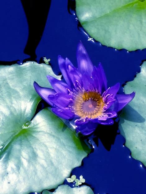 Premium Photo Close Up Of Lotus Water Lily In Pond