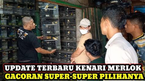 Update Terbaru Kenari Merlok Dibulan Desember Kios Raja Fauna Pasar