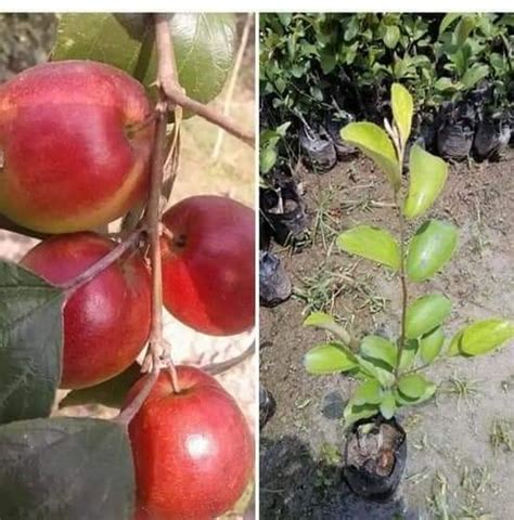 Green Nursery Rare Red Sundari Apple Ber Jujube Fruit Layering Live