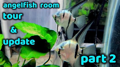 Angelfish Room Tour June Part Of Youtube