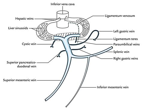 Anatomy Of Portal Vein