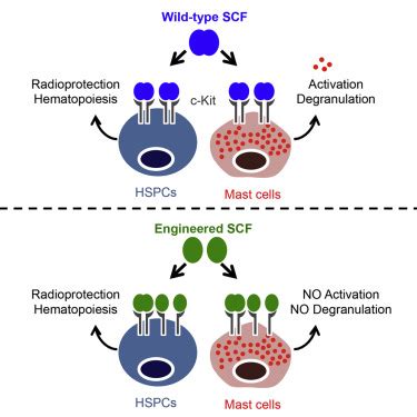 decoupling  functional pleiotropy  stem cell factor  tuning
