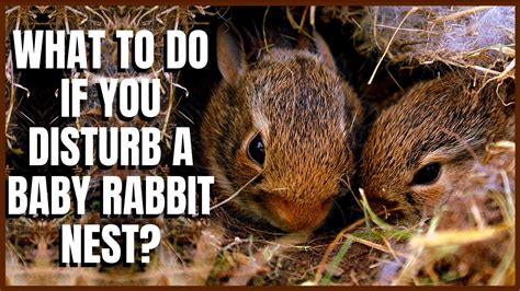 What To Do If You Disturb A Baby Rabbit Nest Youtube