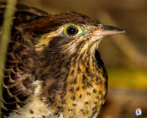 pheasant cuckoo facts diet habitat pictures  animaliabio