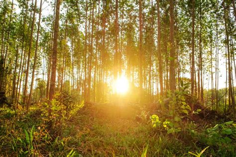 Entenda as dimensões da cadeia florestal no Brasil INFLOR