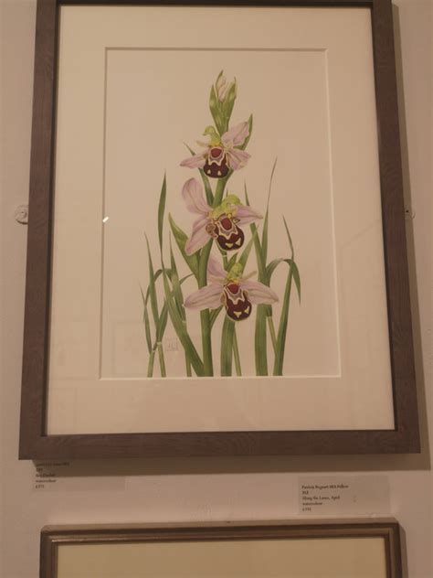 The Society Of Botanical Artists Annual Exhibition Wjm