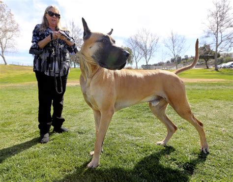 Great Dane Info Temperament Lifespan Puppies Pictures