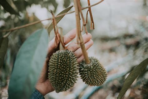 man picking durian fruit  tree  stock photo