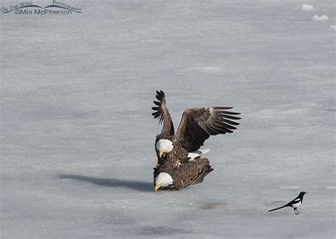 Bald Eagle pair mating on East Canyon Reservoir – Mia McPherson's On ...