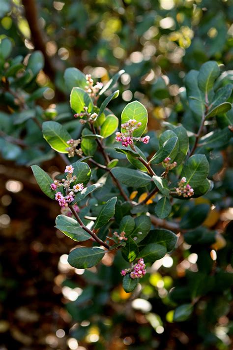 Big Berry Manzanita Arctostaphylos Glauca In Lake Forest California