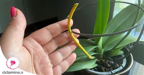 Se L Orchidea Ha Lo Stelo Giallo Ecco Motivi Che Forse Non Sai