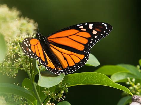 Filemariposa Monarca Danaus Plexippus 5185513148