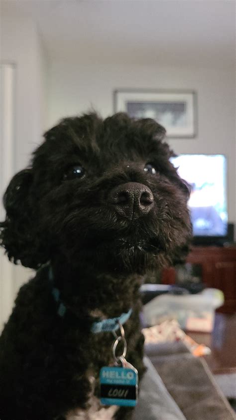 a snoot mad to boop : r/boopthesnoot