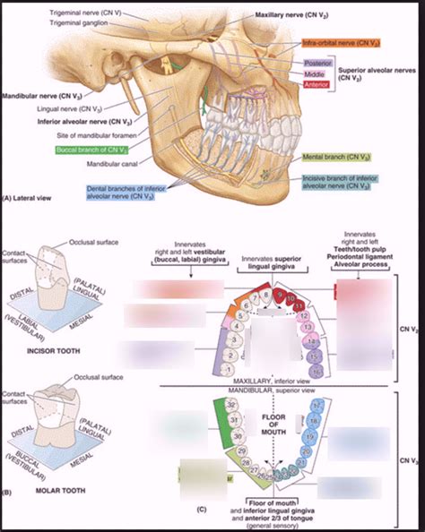 Sensory innervations of palates Diagram | Quizlet