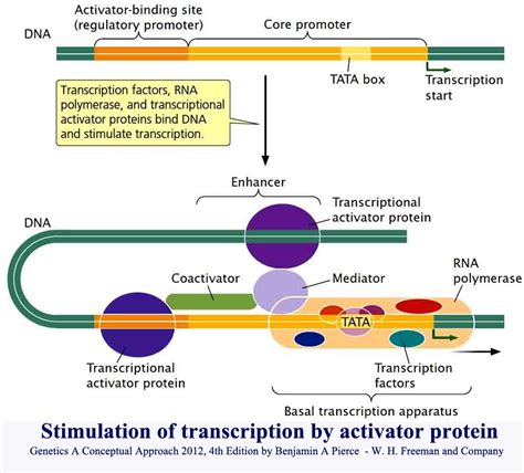 Mcqs On Eukaryotic Gene Expression Regulation Transcription Initiation